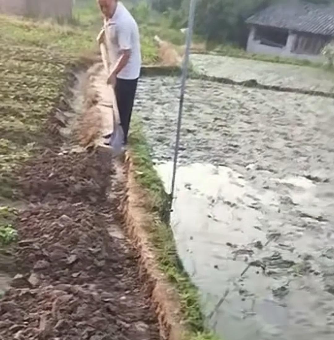 好好的田埂小路被铲掉一半，大爷为何要这么做呢？上方稻田的农户，将原本大家常走的