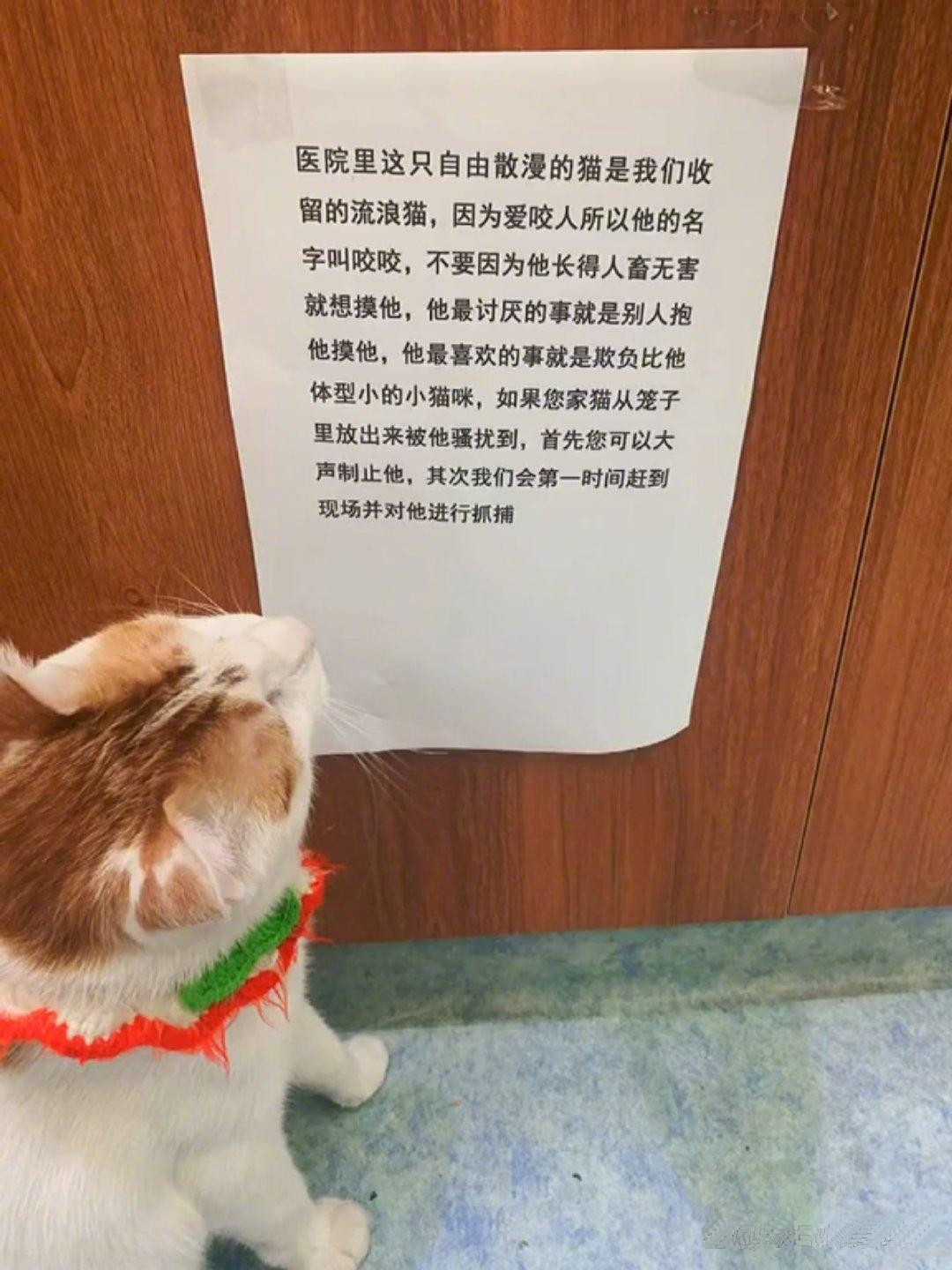 猫：贴的这么低，是给我看的？