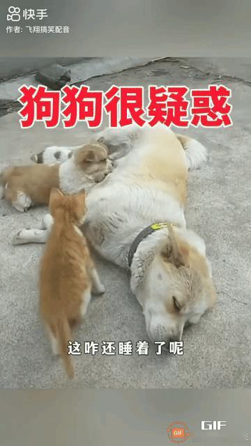 狗妈妈悠闲的躺在地上，她的几个乖宝宝正在专注的吃奶，狗妈妈会心的闭上眼睛任由孩子