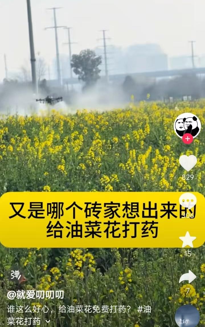 这是什么情况？刚才一连刷到近十个视频，都是说给油菜花打农药的事情。说实话，作为土