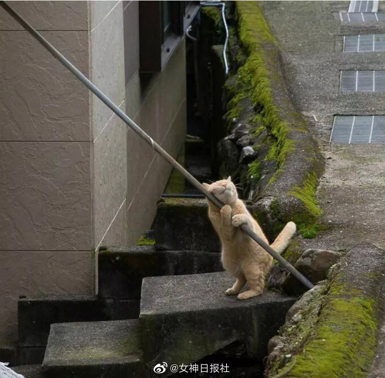 岛国摄影师冲昌之镜头下东京街头的流浪小猫们！看看它们平时都在做什么吧[/cp]