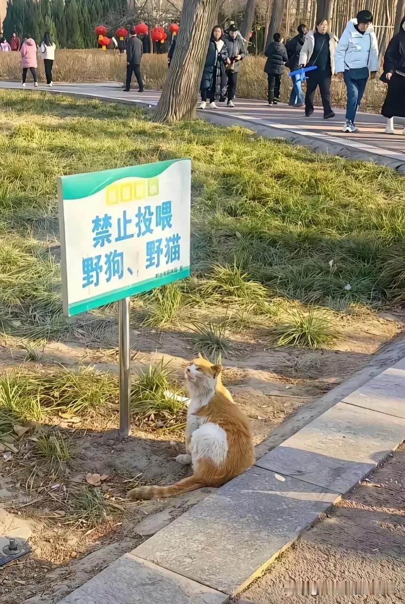 这只流浪猫天天仰着头对着这块牌子瞅，虽然它不识字，但是自从立了这块牌子后就再也没