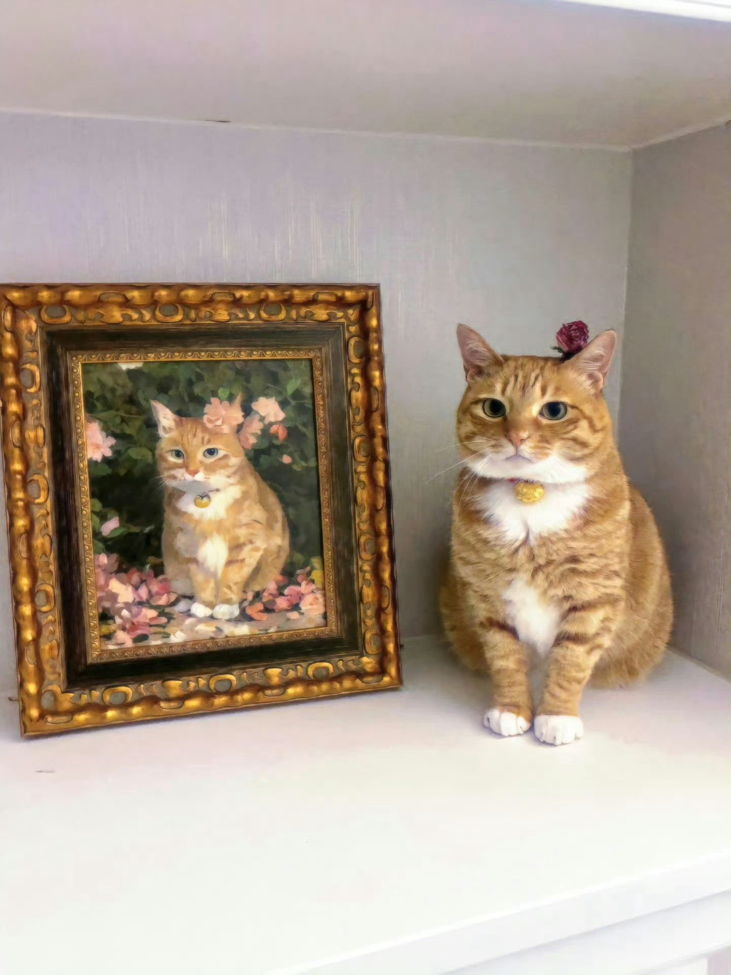 猫咪：你看看这好看吗🙁