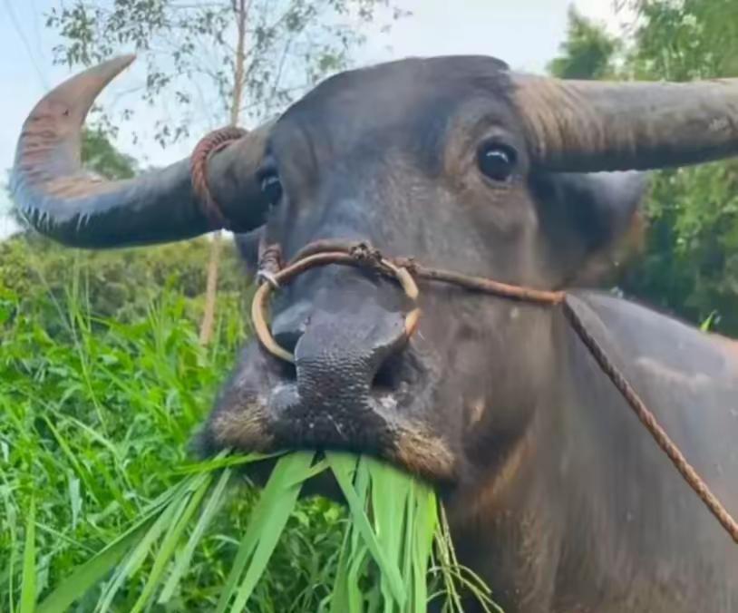 半导体的牛市吗？​​​