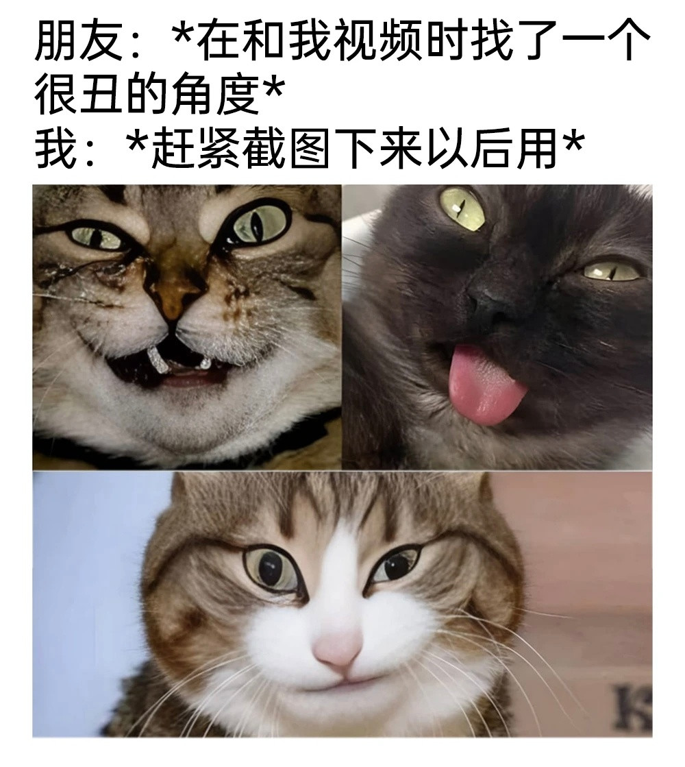 给人带来快乐的猫猫meme～周末愉快✨这一小坨猫谁受得了