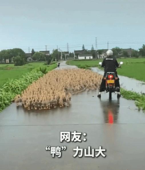 “上新华社了！”江苏苏州，大爷赶着上千只鸭群回家，这时一名路人骑车经过，旁人捍了