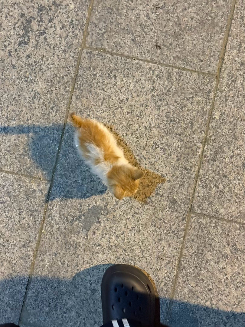 隔壁邻居捡到的猫猫一直劝我收养但是我怕期末不开心一直犹豫就在陪它玩后来恋恋不舍