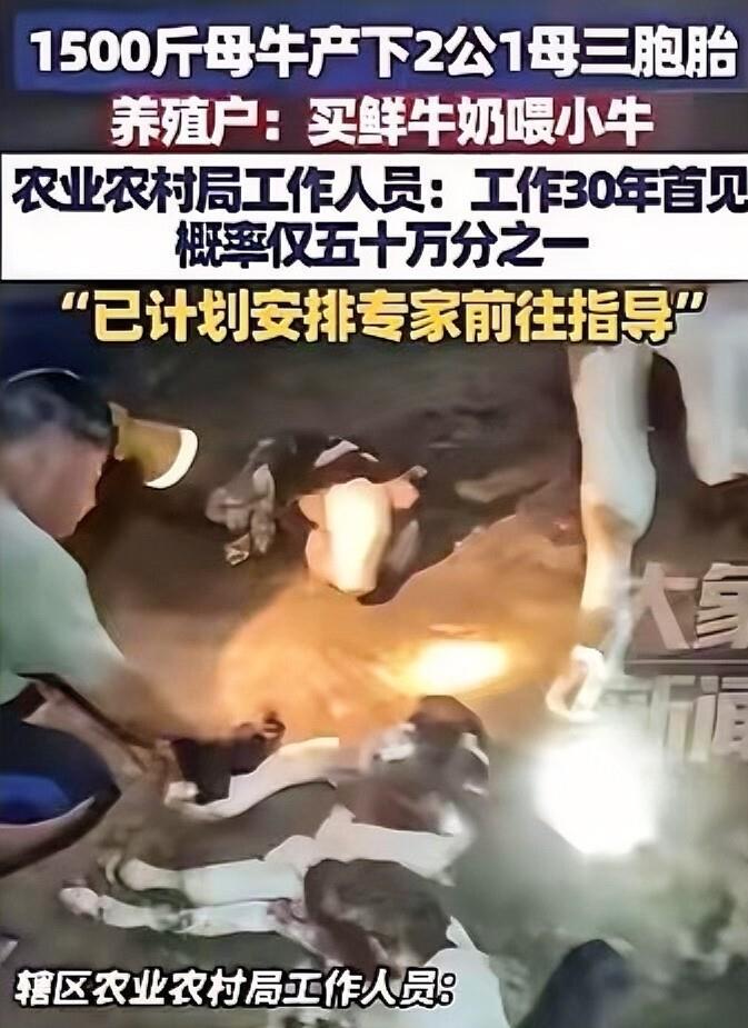 “解释不清了！”山东日照，一头1500斤的怀孕母牛夜里躁动不安，竟一口气产下2公