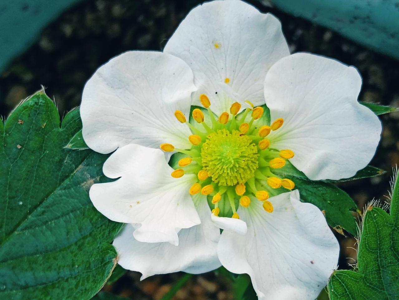 盆栽可以带花草莓一起买走。