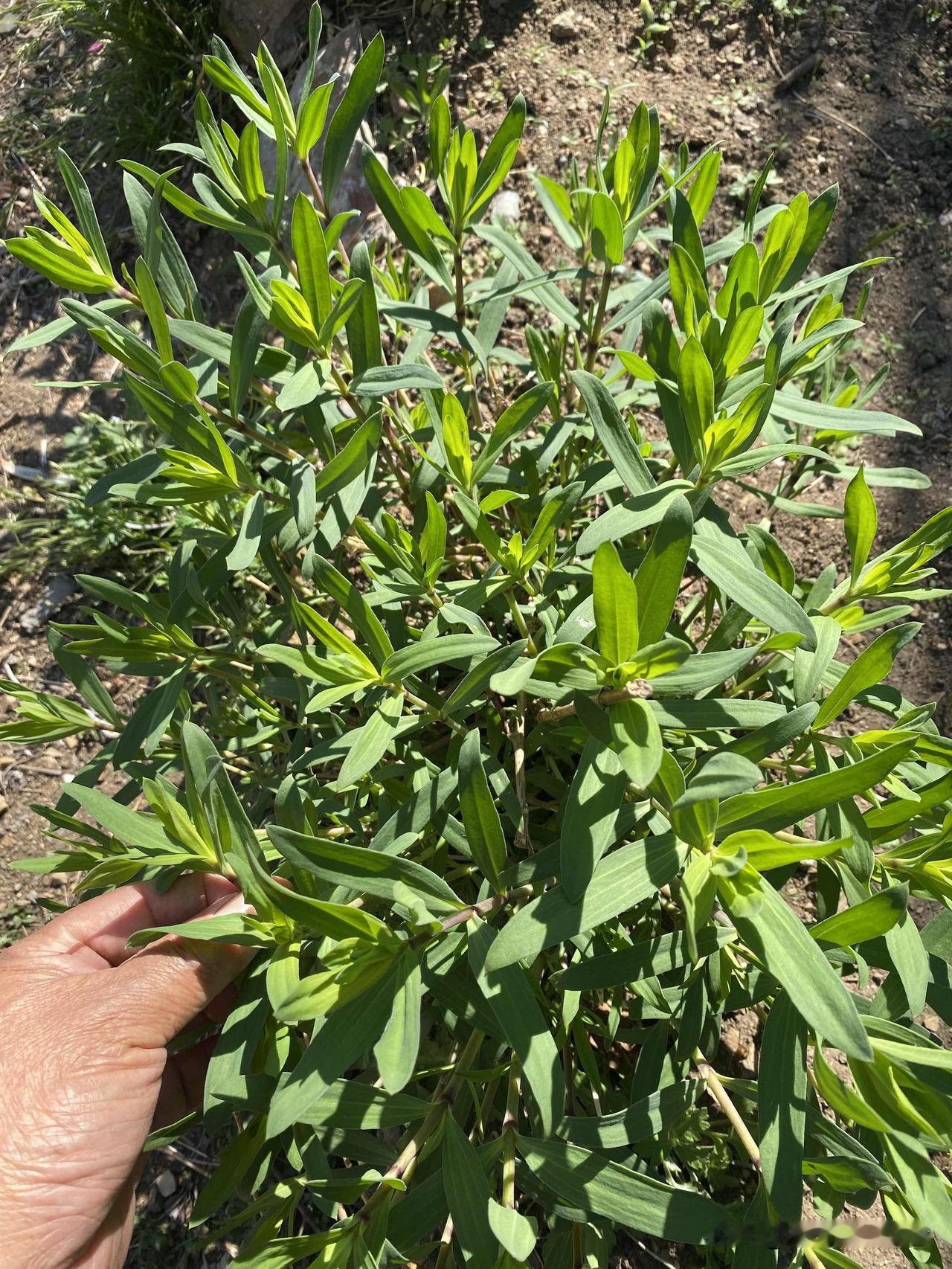用自己栽种的山麻楂包饺子，鲜溜劲就别提了。好多年前，我在大连营城子附近山上挖了一