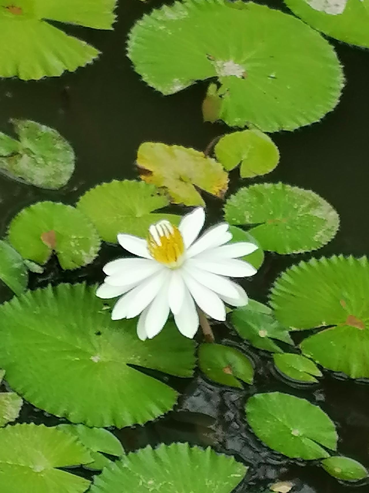 2026年春晚观众不大希望这几个明星出场！蒋大为：国内赚钱国外花，眼