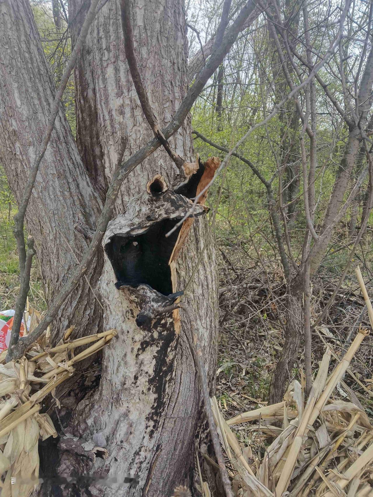 山脚下有一棵雷击木回老家，去山上，看到了一棵雷击木，树的里面是空的，里面都是