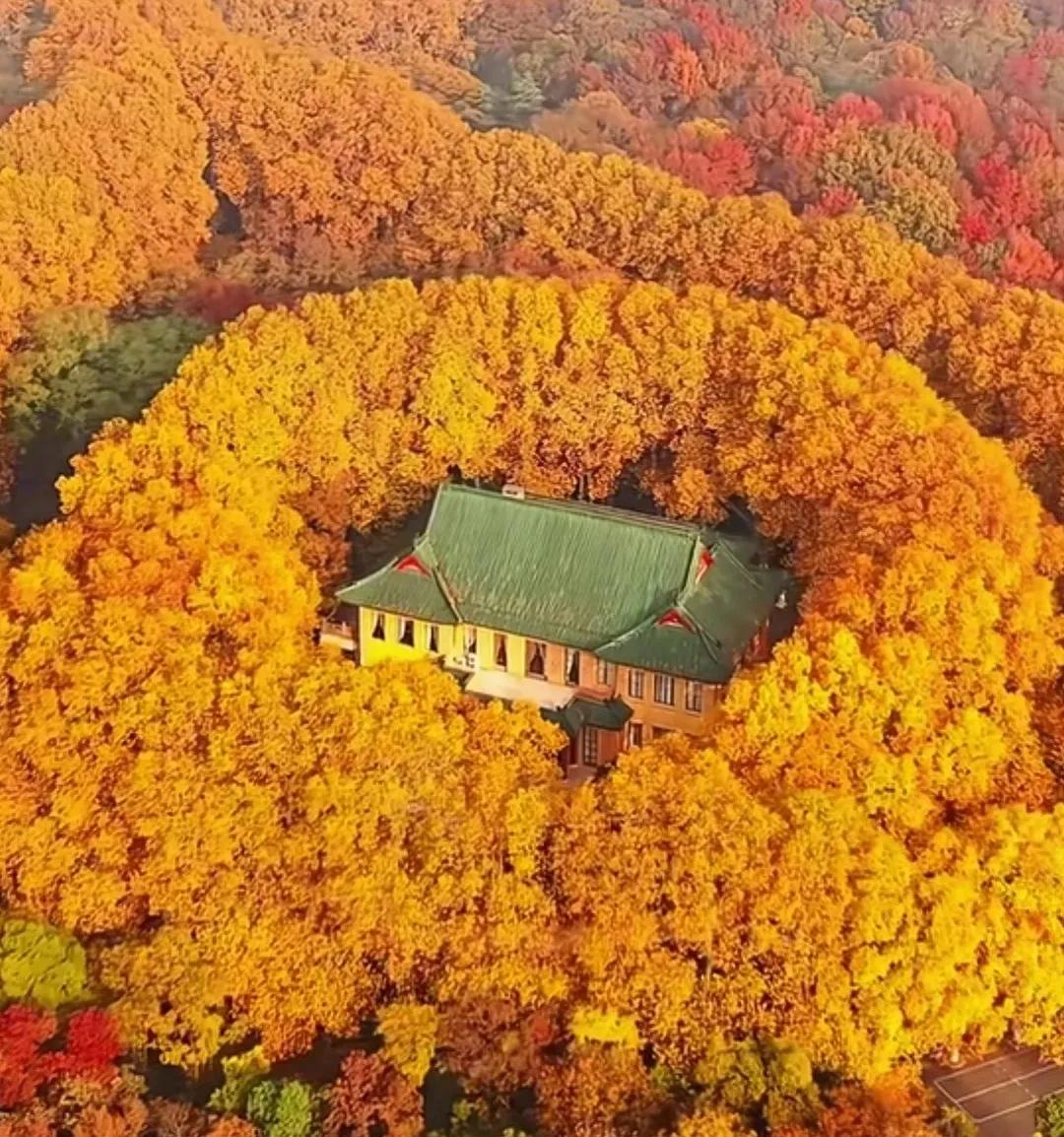 金秋南京中山岭金色植物包围绿瓦美龄宫。