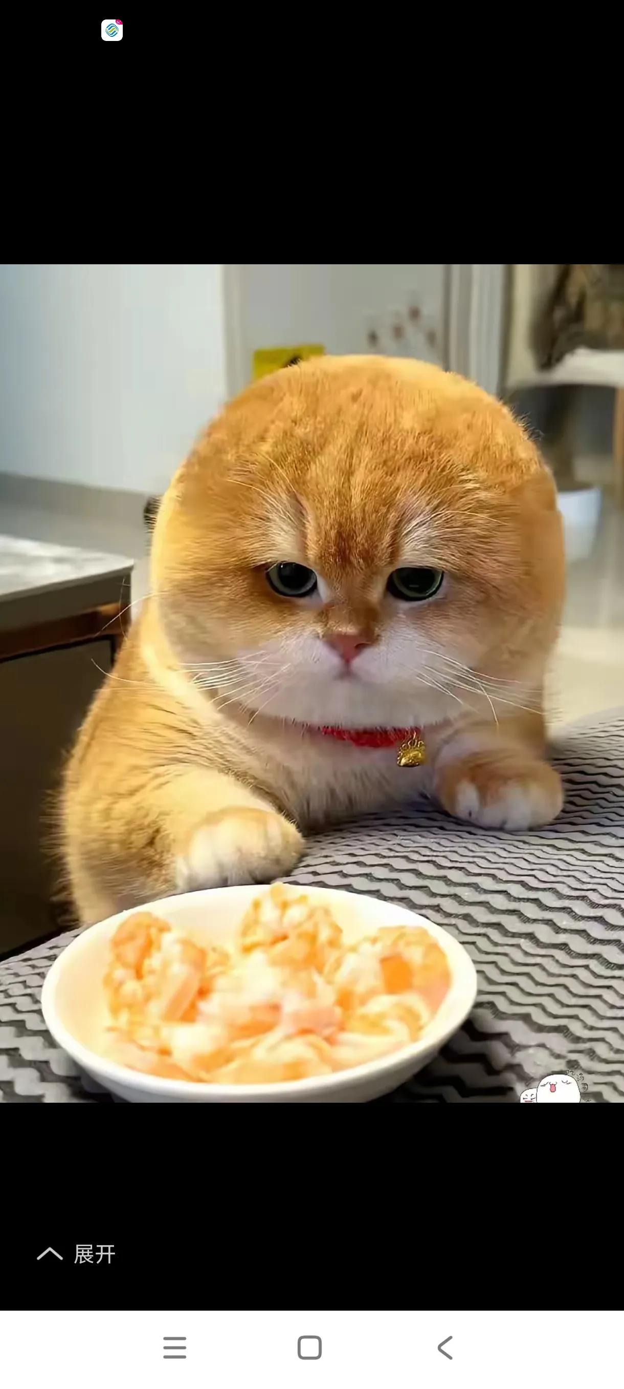 你们看朋友家这只叫“包子”的猫！圆滚滚的脑袋像揣了个小汤圆，谁能想到