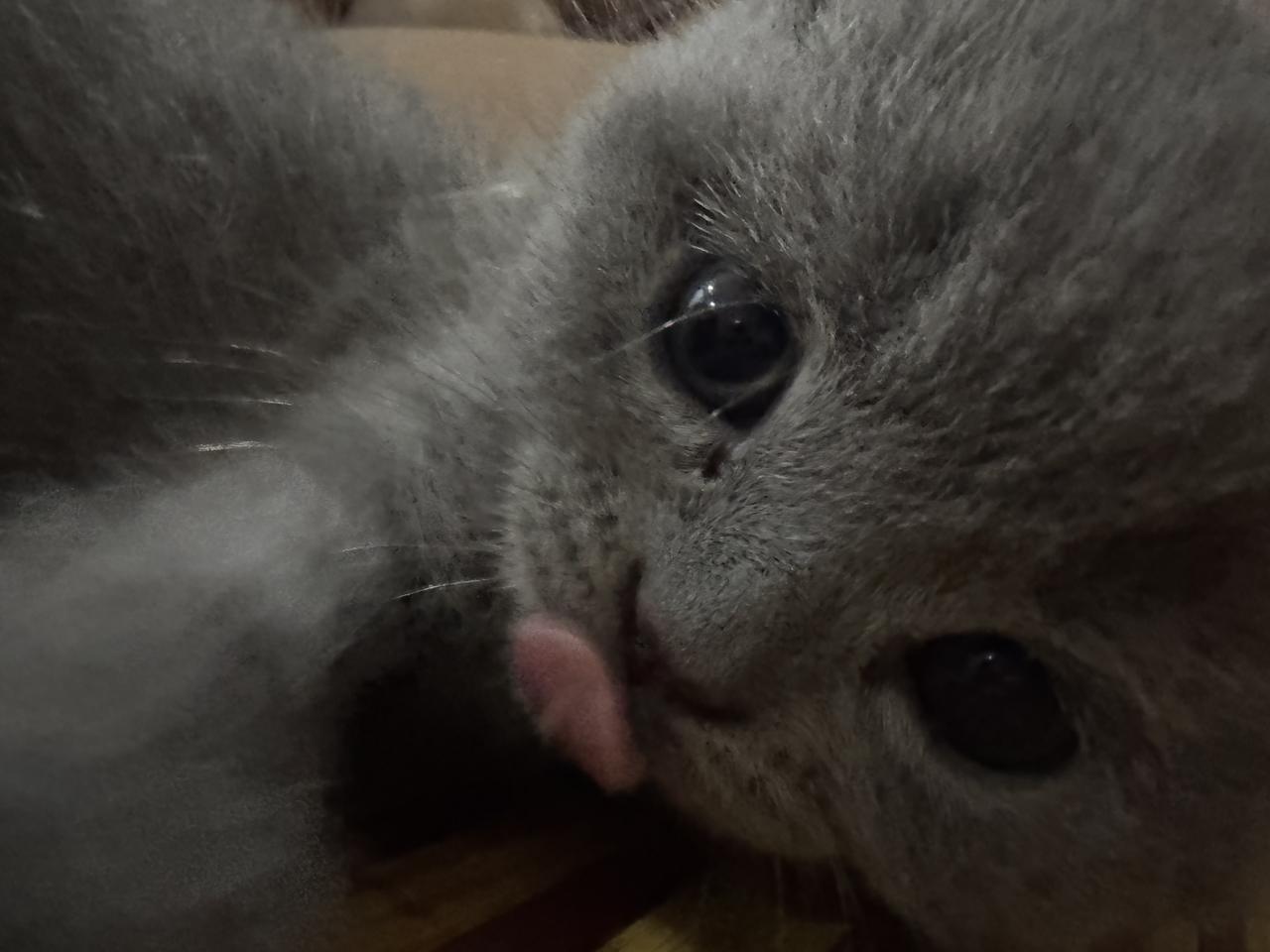 英短蓝猫崽崽待售，脸蛋圆润，灰毛蓬松柔软，眼睛清澈明亮，活泼亲人，会用猫砂，已做