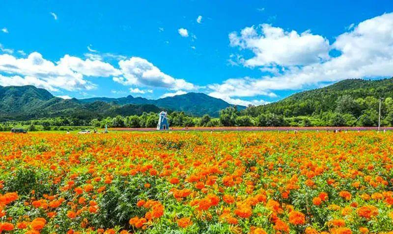 京郊最多彩的“调色盘”花海秋风有信，秋花盛开，金秋九月，北京延庆四海镇数千亩秋
