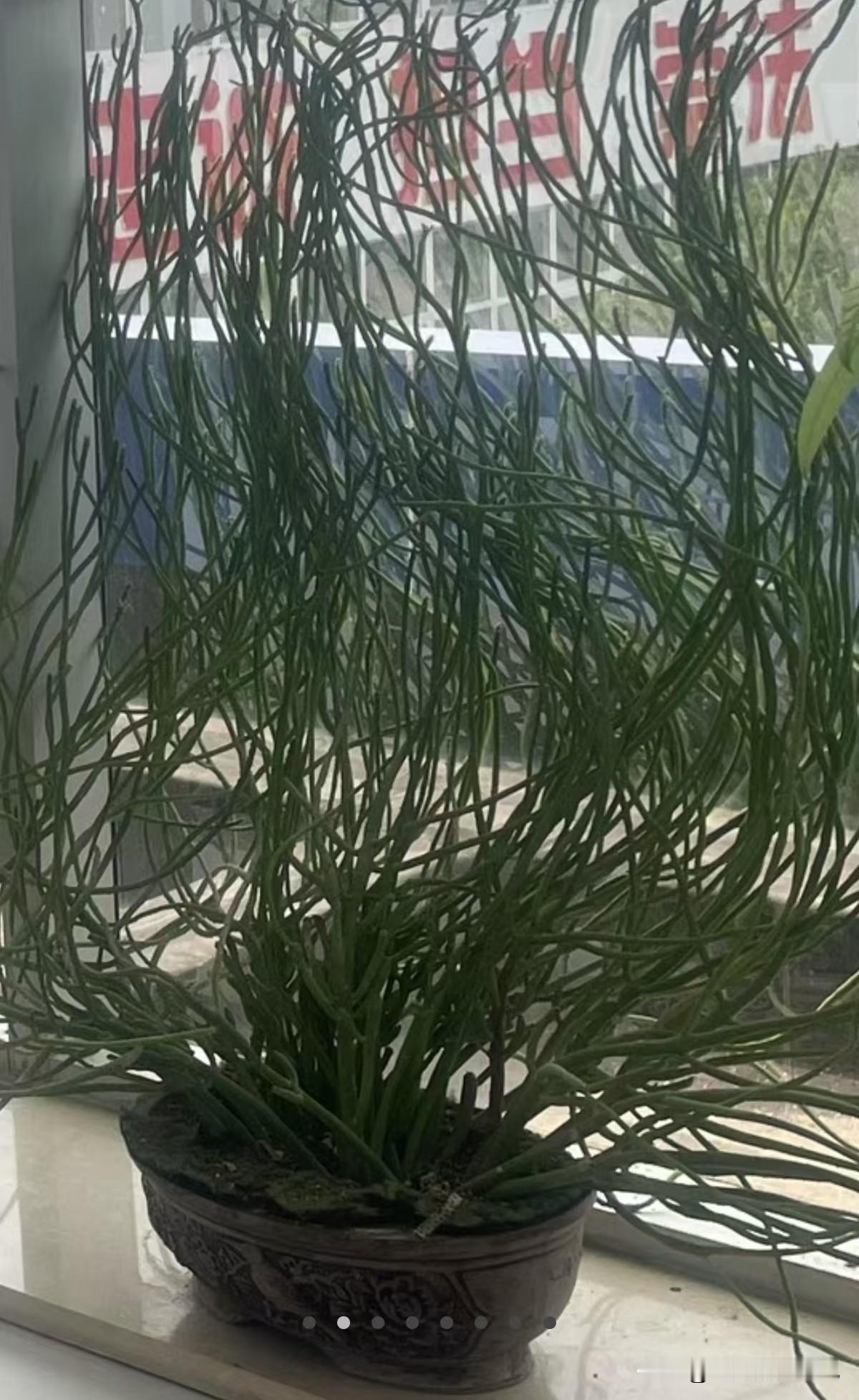 你看这盆“光棍树”是不是特有意思？光溜溜没叶子，枝杆细溜溜的，像一堆小绿棍儿扎堆