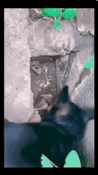 狗拿耗子，为多管闲事正名！耗子：我就是一直试探，看你能拿我怎么样？狗子：16