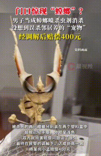当杀虫剂遇上天价螳螂