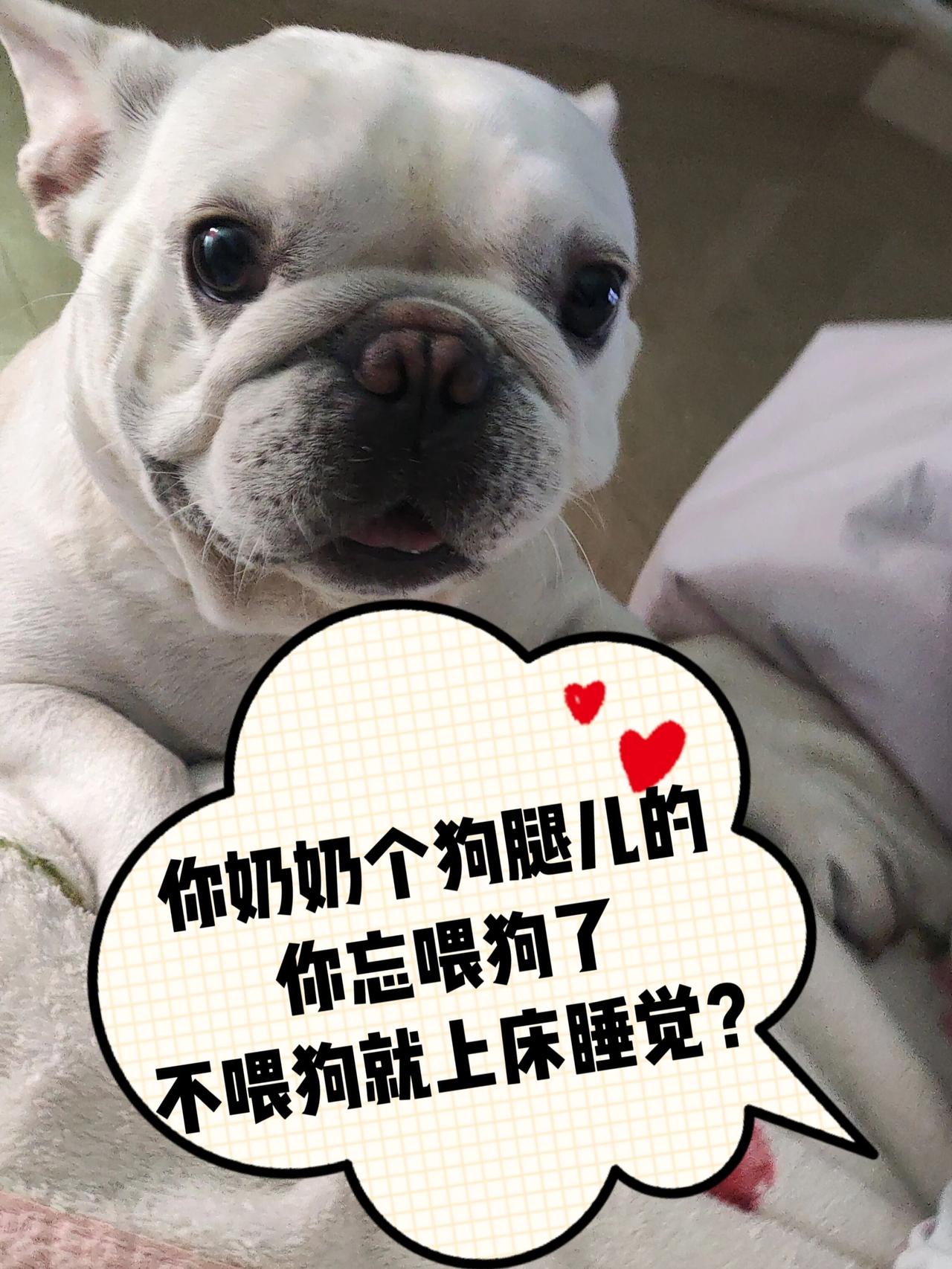 昨晚上小狗子坐厨房哀怨地喊了一晚。今早我们才想起来，昨天我们傍晚匆匆忙忙出门，忘