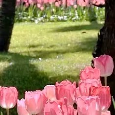 ‎每日一善💜黑曜石把妹王含羞草的种植方法：1、含羞草可以用小盆直播，也可用
