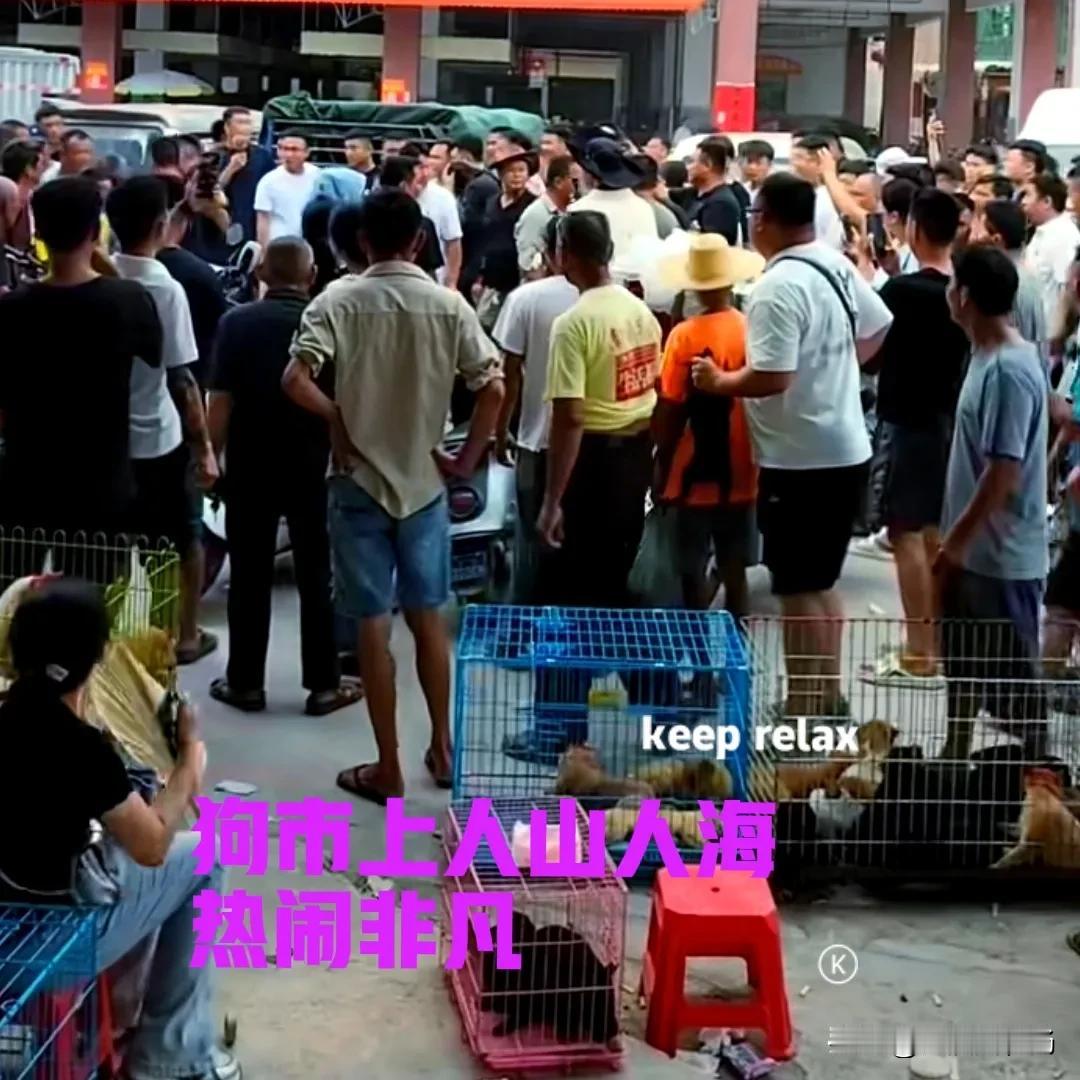 中华田园犬的春天真的来了，现在喜欢田园犬的人越来越多，广西的各大狗市也是热闹非凡