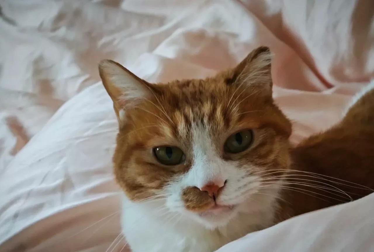 我认识一家专业做猫粮的老板，人很实诚。他告诉我所有的猫粮里都加的有诱食剂，这是行