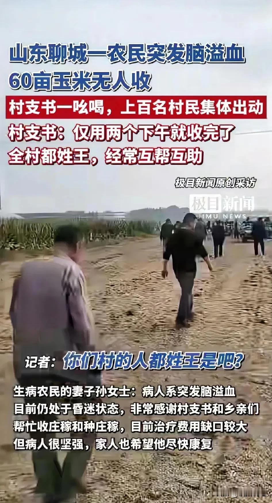 这个村支书要火了!山东一农民突发脑溢血,60亩玉米眼看烂地里,村支书一声吆喝,上