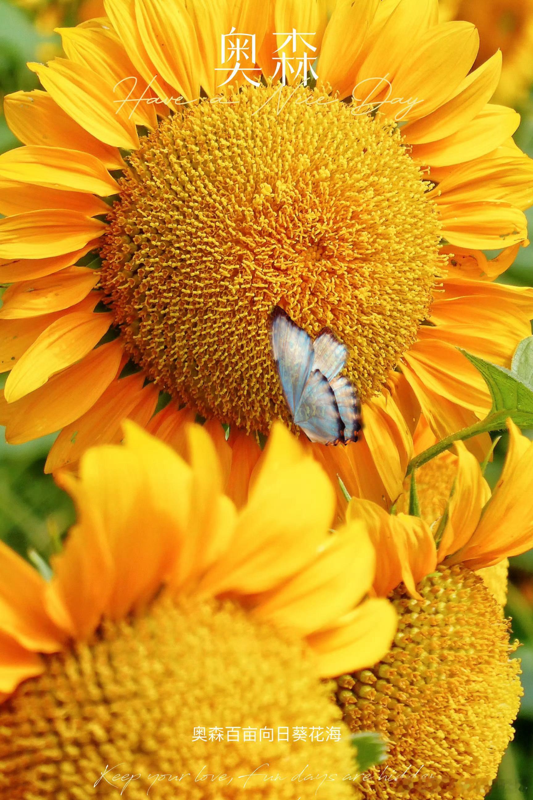 又是一年奥森向日葵花海🌻🌻🌻🌻🌻🌻摄影​​​