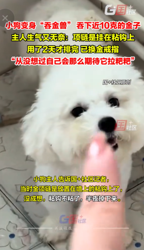 养了个“吞金兽”？山东临沂，一女子在发现狗吞下了自己的金项链后，焦急万分，盯着狗