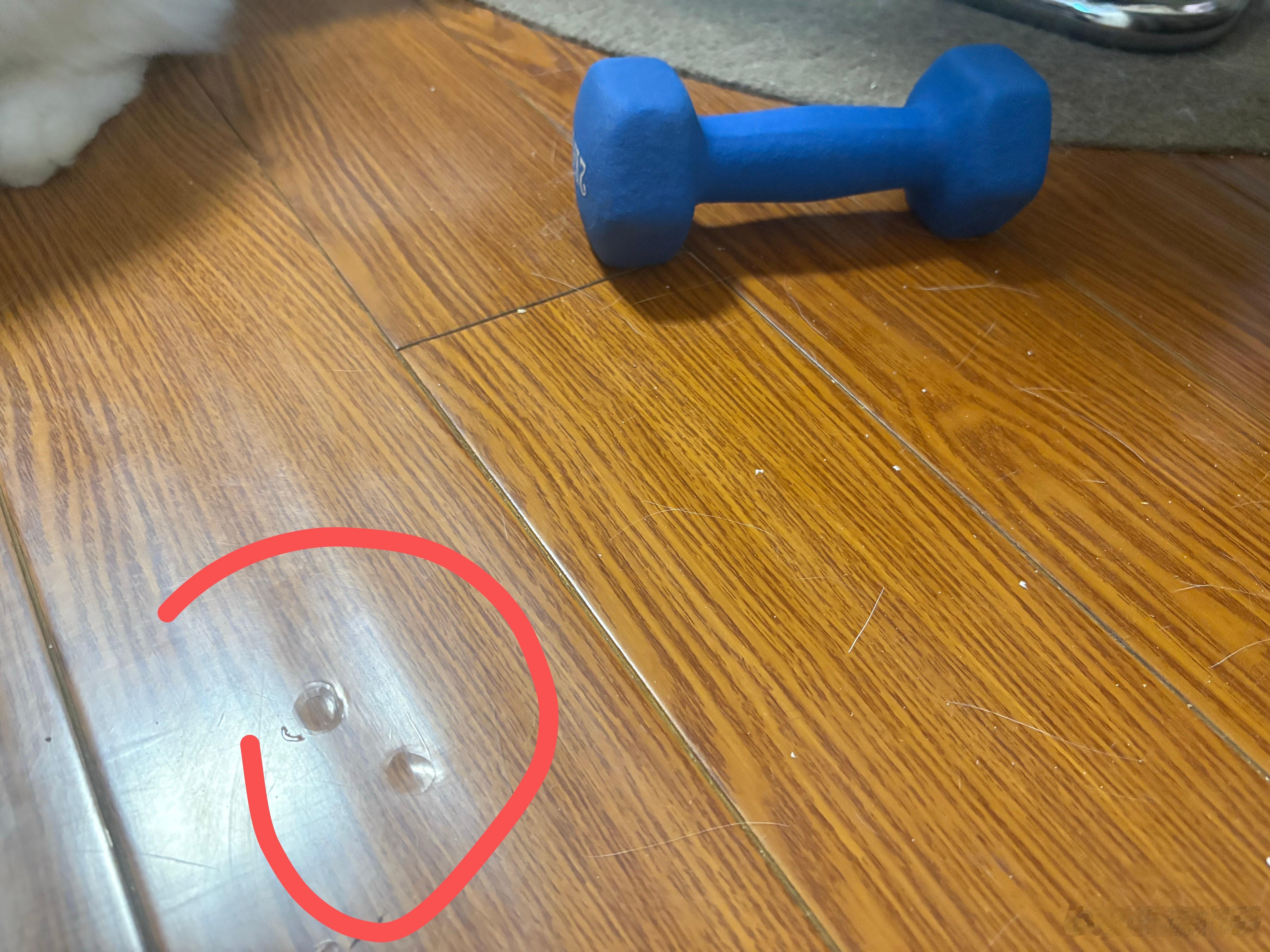 我的猫把我的哑铃从飘窗上往地上推，直接两个大洞[哭哭][哭哭]真是大力选手​​