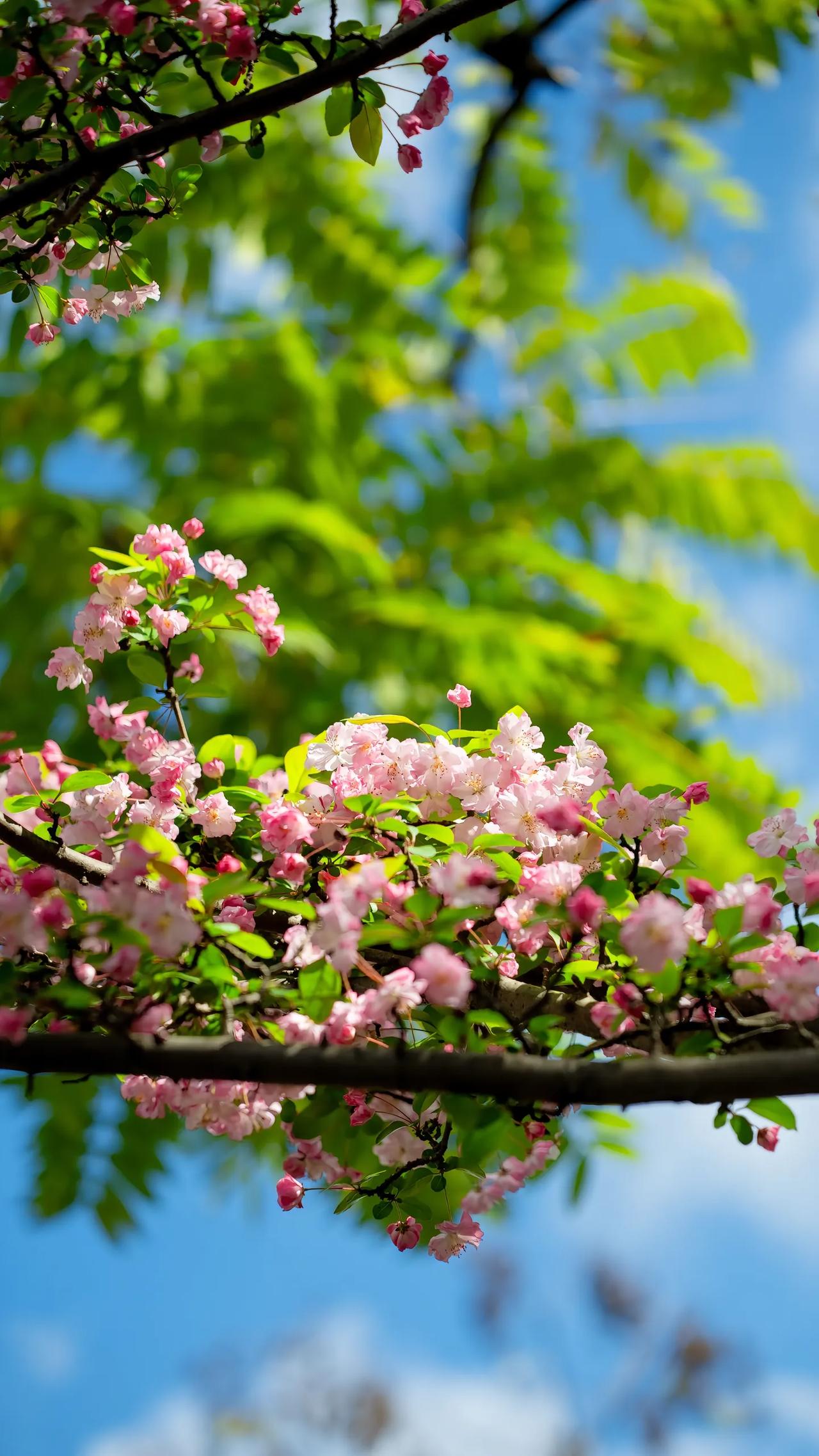 老虎拥有爬树的本领，咬合力也相当惊人，可为何统治地球的是人类而非老虎呢？想通这一