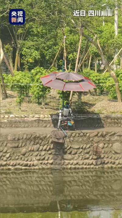 “起猛了！”4月27日报道，四川成都，一处水塘边有个机器人在钓鱼，它端在凳子上，