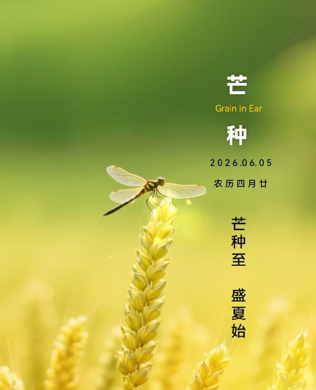 七律·芒种咏古薰风翻陇穗凝黄，遍野瓜瓞送馥香。芒序偷闲倾浊酒，清宵倚杖对