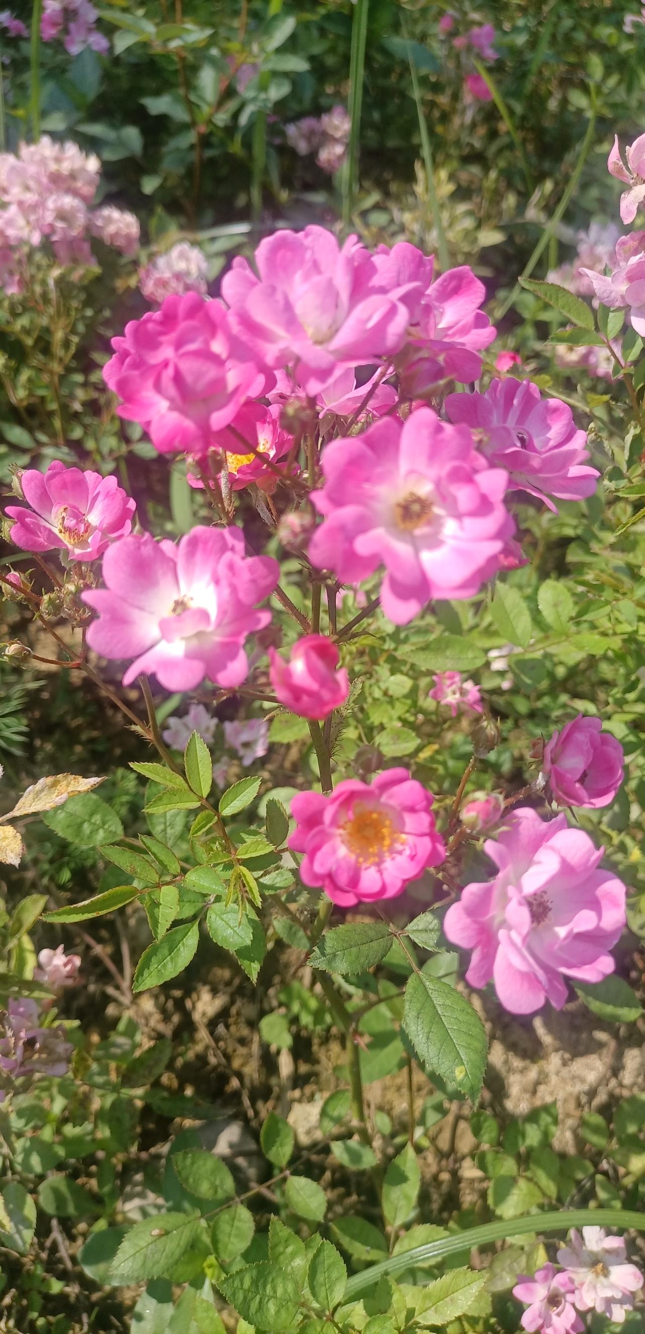【夏之韵·“浪费”与浪漫】相册里的花花草草生命一定要浪费在美好的事物上，这是一