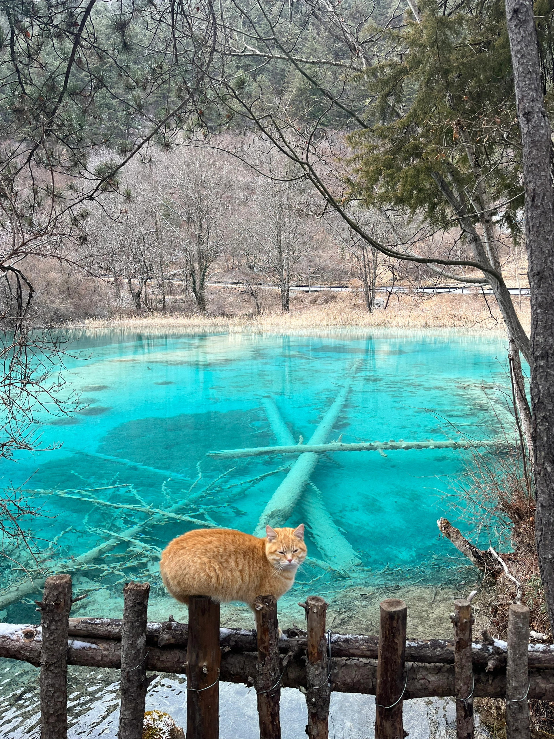 九寨偶遇一只猫猫🐱