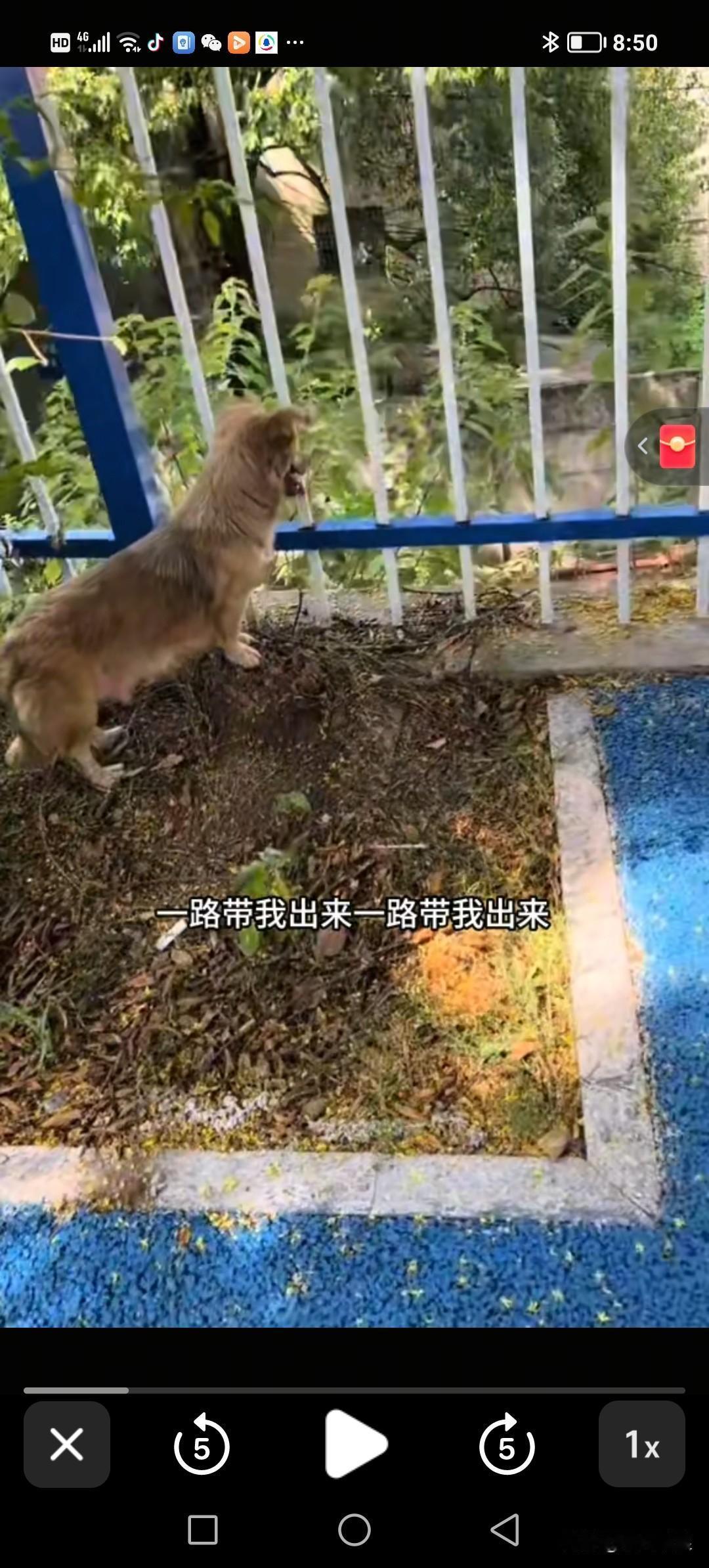 流浪狗在铁路栏杆外诞下了五只小幼崽，被小区里的人弄下了铁路护栏。狗妈妈眼睁睁看着