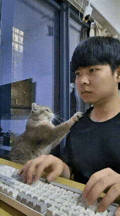 看完这段视频，被这只小猫逗笑了。主人专心打游戏，半天不理小猫，小猫觉得无聊，伸出