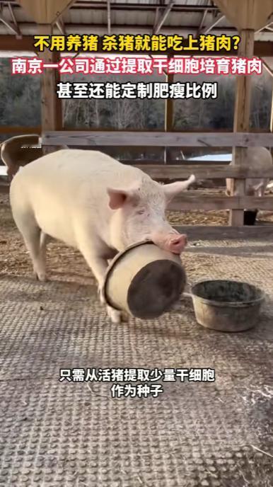 5月11日报道，在南京，一家科技公司竟用干细胞“种”出了猪肉。只需短短几天，鲜肉