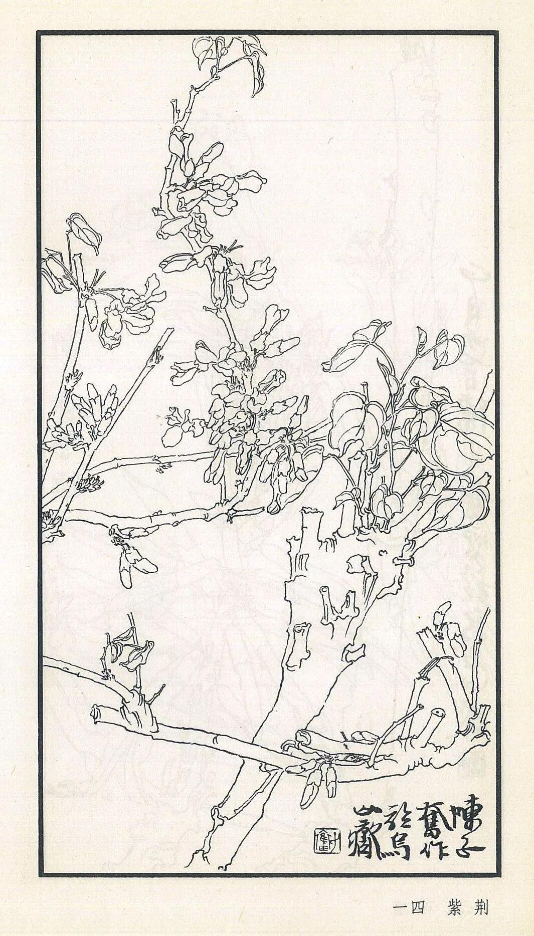 素材|陈子奋白描花卉欣赏（2）绘画