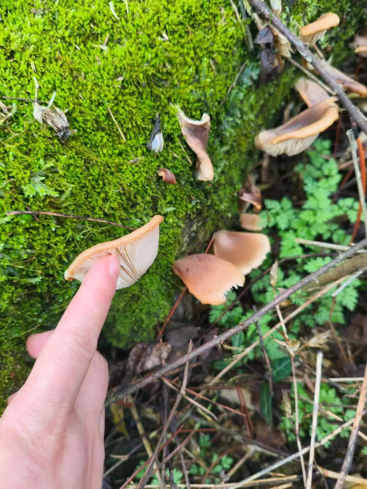 大家马年好呀！在这给大家拜个晚年——祝大家丙午马年策马奔腾，万事胜意！顺便问