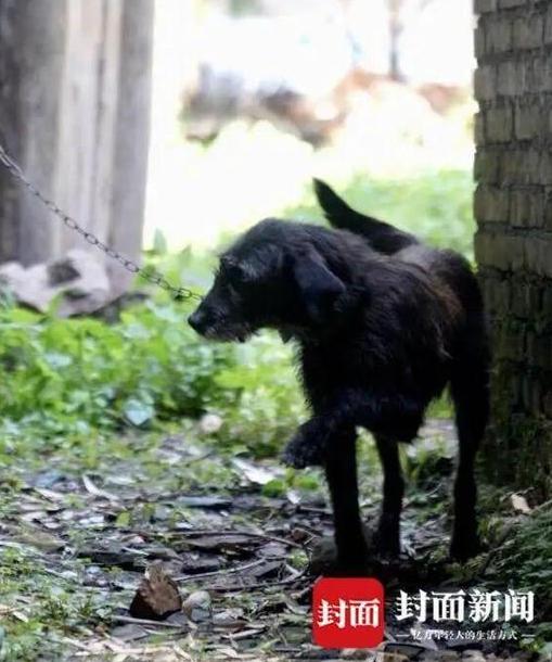 四川绵阳，66岁老农养了两只猎梗犬，放任它们在承包的山林里四处咬猎。两只犬共捕杀