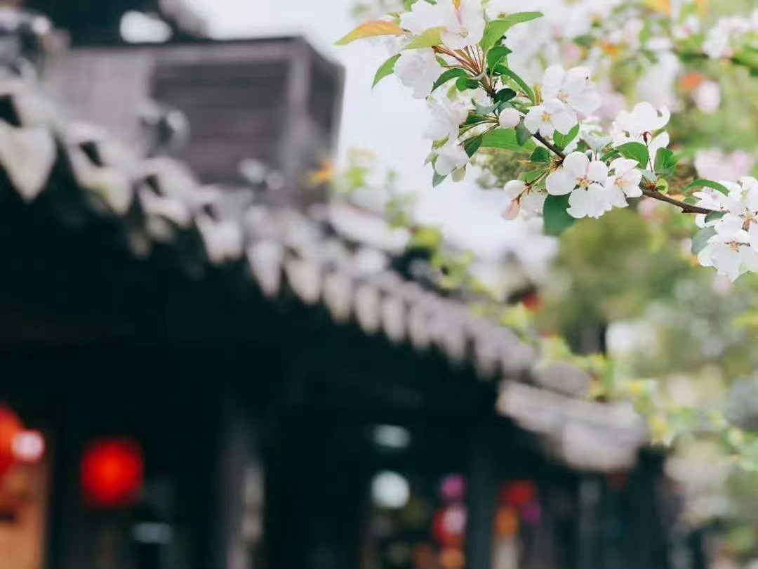 春天，我在西塘等你！春天的古镇，云白风轻，花红柳绿，浅浅风景，淡淡诗