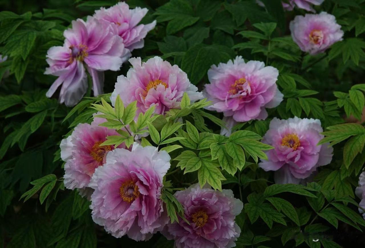 春天来到洛阳，肯定想看看牡丹花，闻闻牡丹花的香味。今天下午高铁来到龙门站，居然在