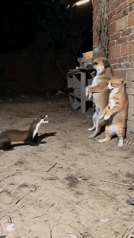 终于明白为十么养鸡一定要养几只鹅