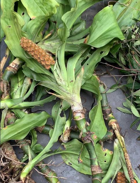 胆囊息肉，祖辈百年传承的妙方，再难缠的隐患也能逐步化解年少时，我常跟随祖辈四