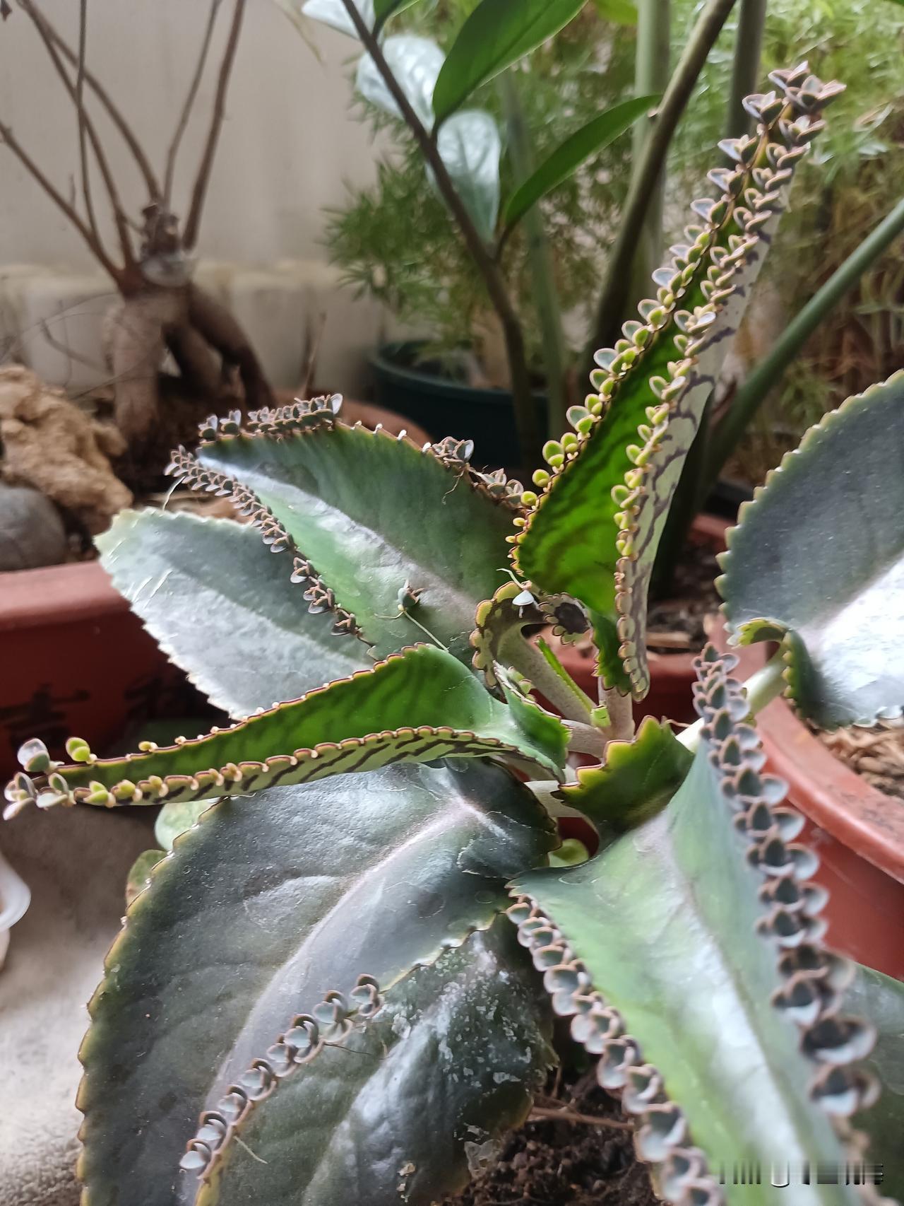 七绝•麒麟送子繁衍何须花盛开，叶生贵子密排排。随风翠叶弄清影，慢曳秋千乐