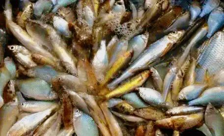 央视硬核出手！临沂强盛水产市场的黑幕被彻底撕开，🤯谁能想到我们抢着买的活蹦乱