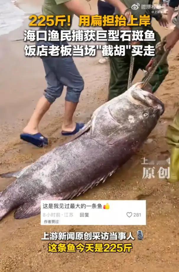 海南海口惊现225斤“龙趸王”！两壮汉扁担抬鱼震撼全场，上岸秒售1.4万！老渔民