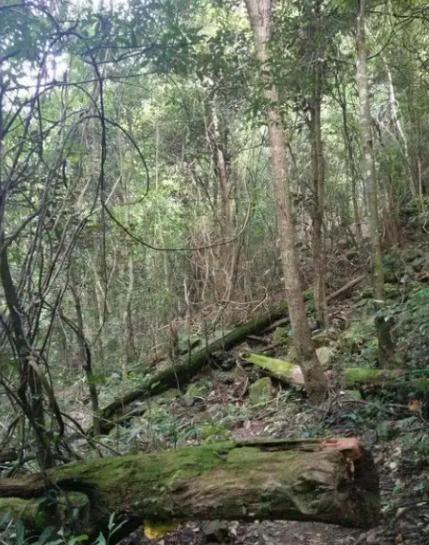 如果发生战争躲在山里安全吗？这么说吧，逃山者能十存七八，但逃湖者只能十存一二。往